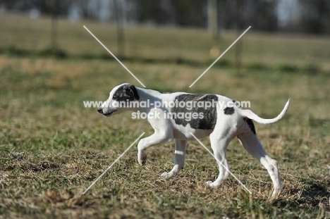 Whippet hunting in field