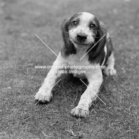 smiling welsh springer spaniel puppy