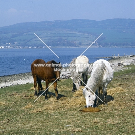 three Eriskay Ponies at salt lick and eating hay on Holy Island