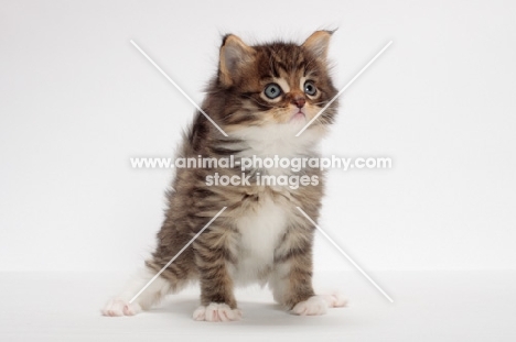 Brown Mackerel Tabby & White Maine Coon kitten, 1 month old