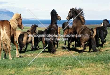 Iceland Horses at Sauderkrokur, two in play fight