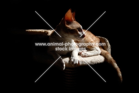 Cornish Rex