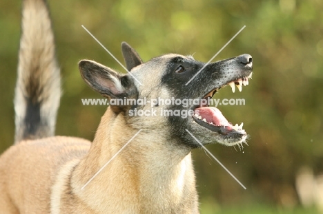 Aggressive Malinois