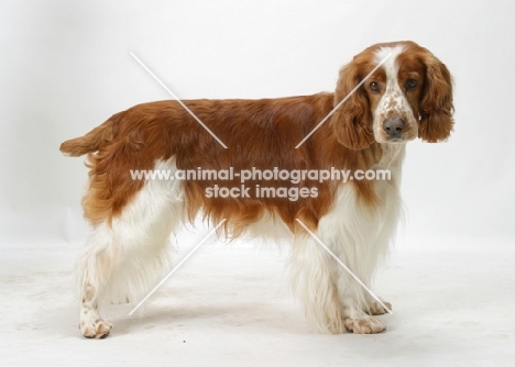 Australian / NZ Champion Welsh Springer Spaniel