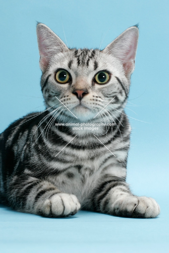 American Shorthair cat portrait, silver classic tabby