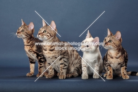 four Bengal kittens, looking away