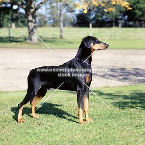 fred curnow's ch iceberg of tavey, famous dobermann  standing on grass