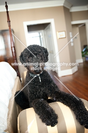 black standard poodle posing on chaise