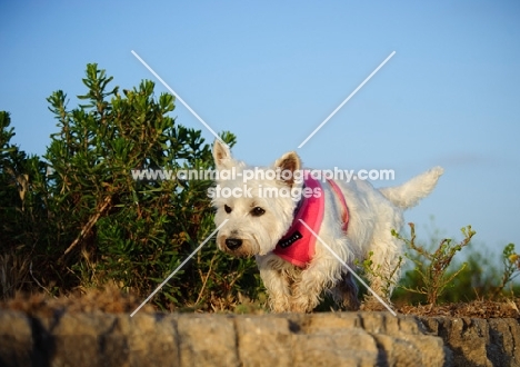 West Highland White Terrier walking