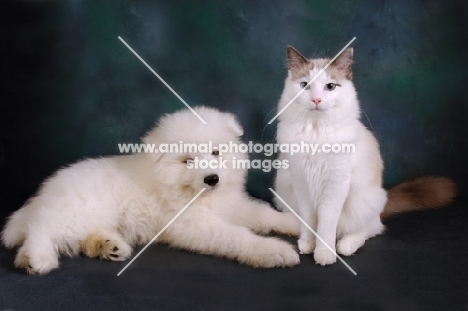 Ragdoll blue bi-colour cat with Samoyed puppy