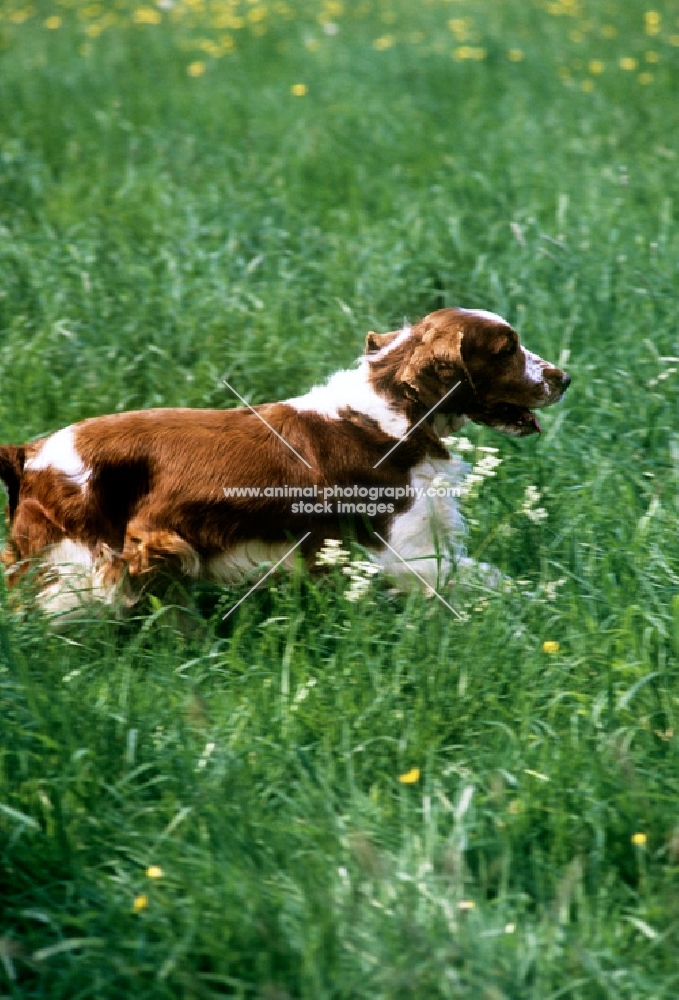 welsh springer spaniel working in long grass