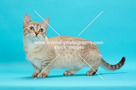 Seal (Natural) Mink Spotted Tabby Munchkin, side view