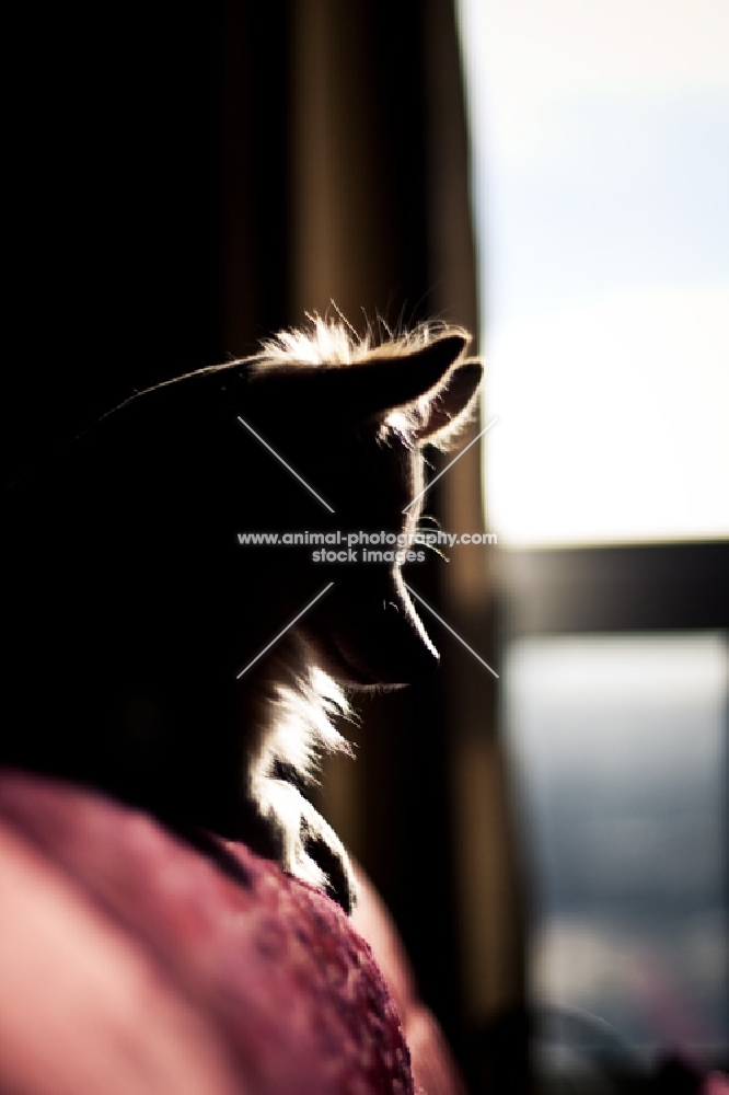 Silhouette of Chihuahua lying on couch