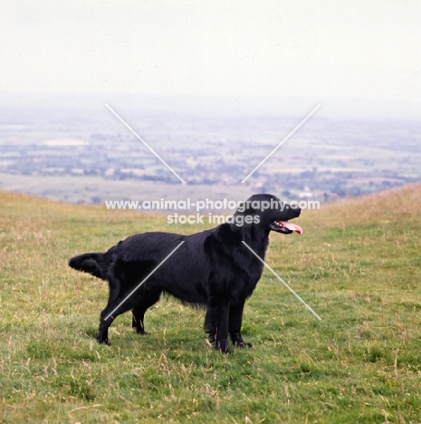 ch bordercot guy  flatcoat retriever standing in the hillside