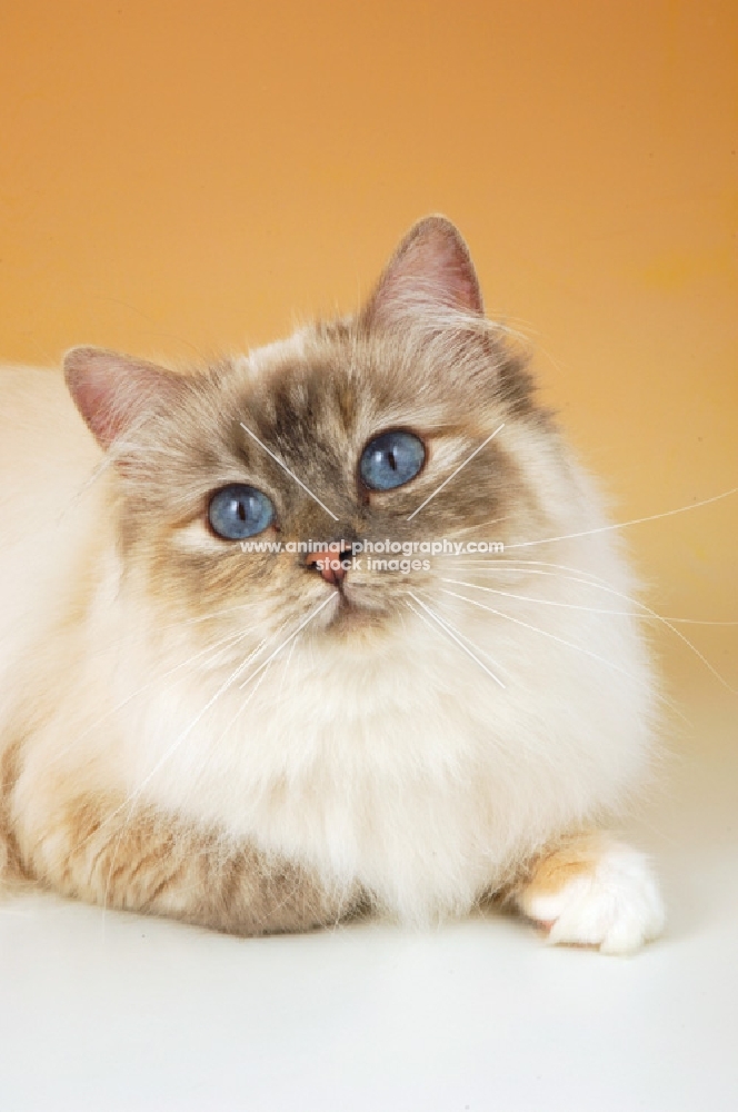 blue tortie tabby birman cat portrait