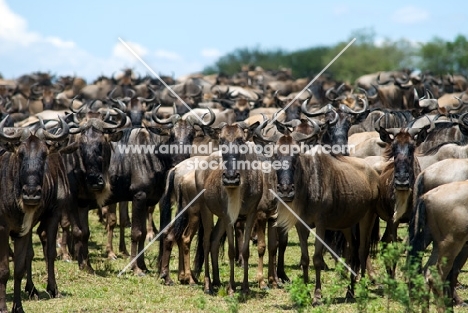 wildebeests in the masai mara