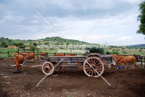 Afrikaner cattle