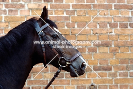 hanoverian at celle, portrait