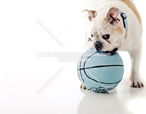 English Bulldog with ball