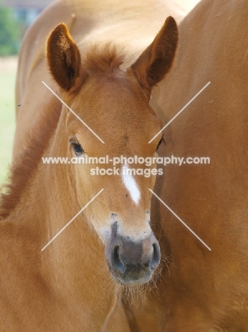 Suffolk Punch foal portrait