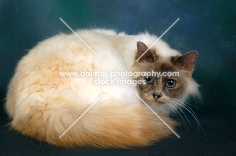 tortie birman cat curled up