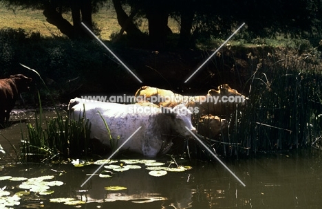 cattle on water grazing on reeds at riverside