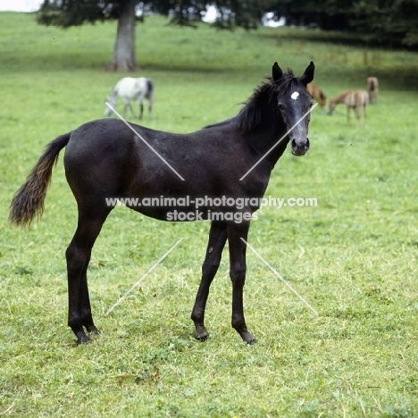 Arab foal full body at marbach