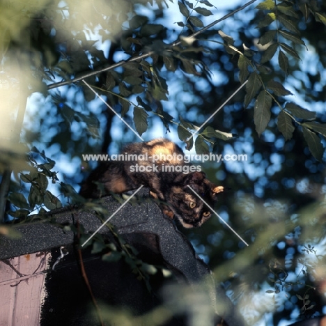 tortoiseshell short haired cat looking down from a tree