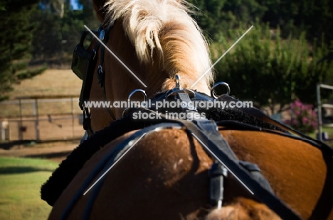 Belgian Draft horse, back view