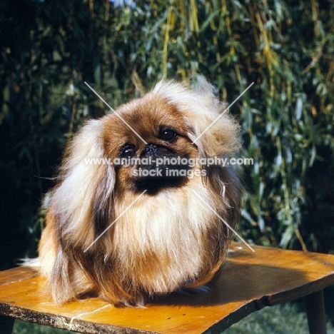 pekingese sitting on a table looking quizzical