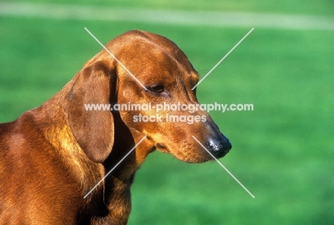 ch malynsa madrigal, smooth haired dachshund, portrait
	-