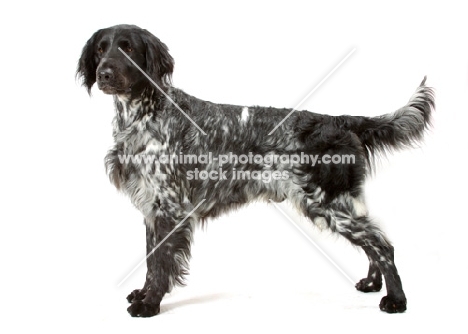 Australian Champion large Munsterlander on white background