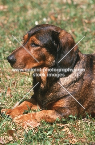 Alpine Dachsbracke