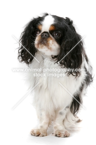 Australian Champion King Charles Spaniel