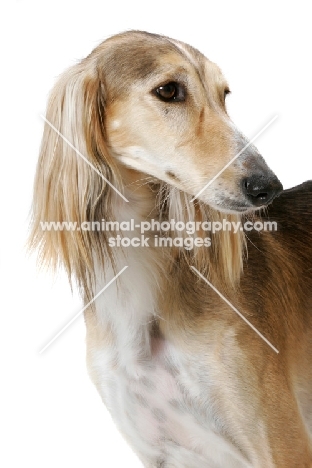 Asutralian Champion Saluki, looking away