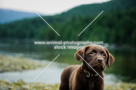 Chocolate Labrador Retriever puppy posing looking ahead.