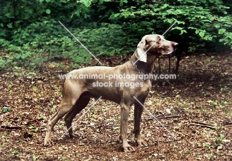 weimaraner from aquila kennels standing in woods