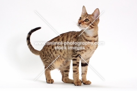 male Savannah cat on white background, standing 