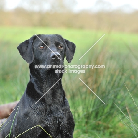 black labrador bitch sat on a peg on a shoot. head and shoulders only
