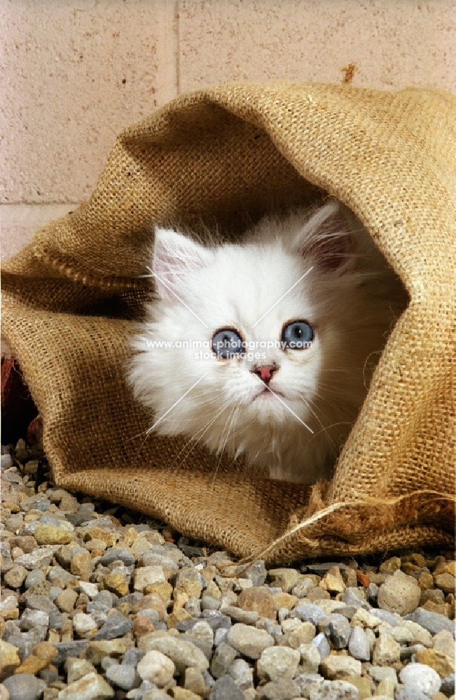 chinchilla in a bag