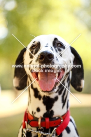 cheerful Dalmatian wearing red collar