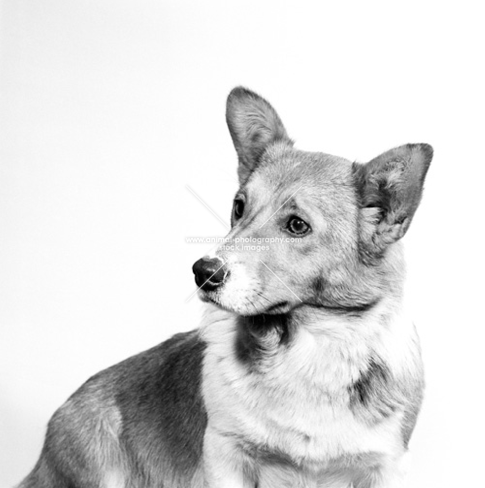 pembroke welsh corgi portrait