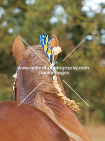 Suffolk Punch back view, decorated mane