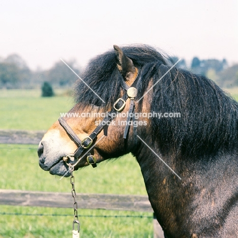 gremlin, Exmoor pony head shot 