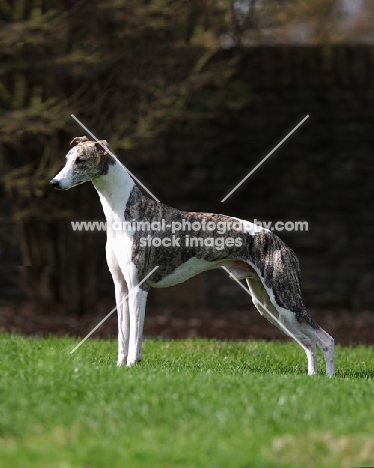 Whippet posed
