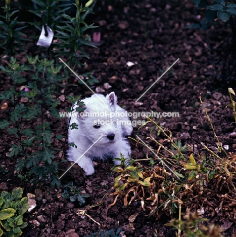 west highland white puppy in garden