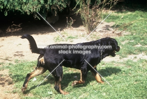 undocked rottweiler walking on grass