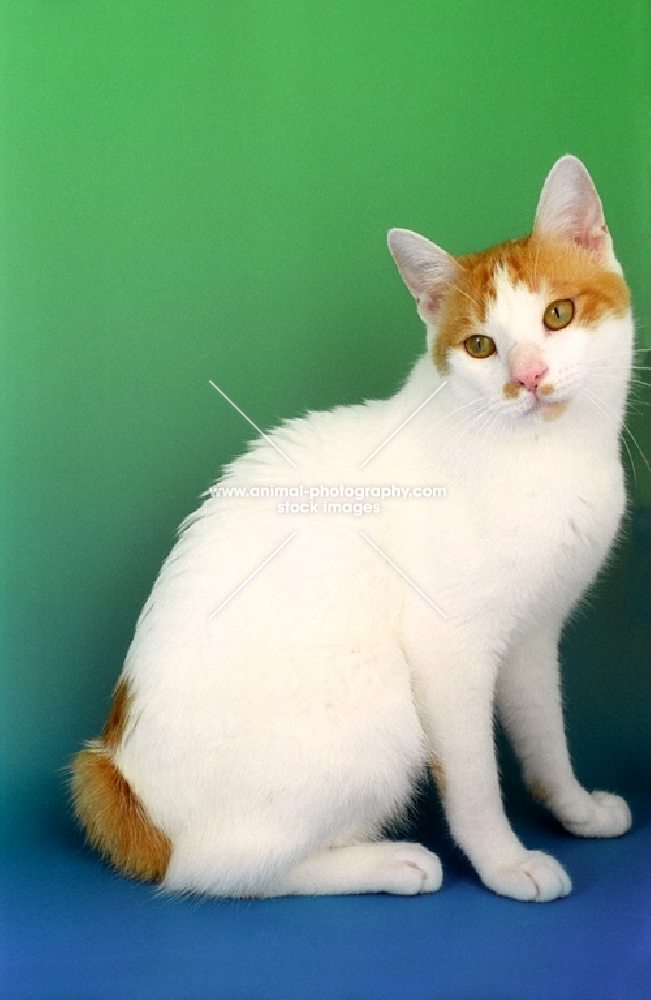 red and white Japanese Bobtail cat