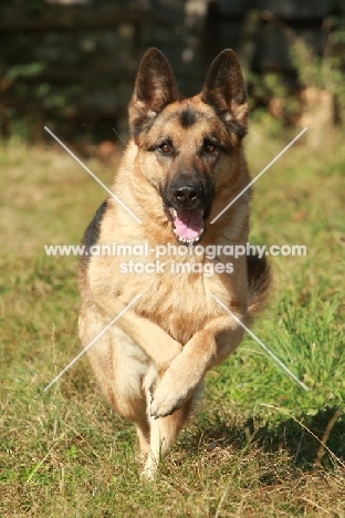 German Shepherd Dog (Alsatian) running