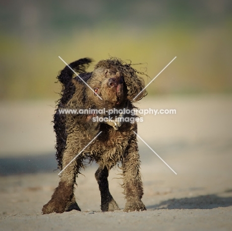 American Water Spaniel shaking out sand